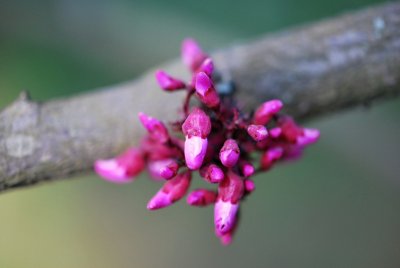 Cercis canadensis 'Forest Pansy' - zmarlika kanadská - pupen květ